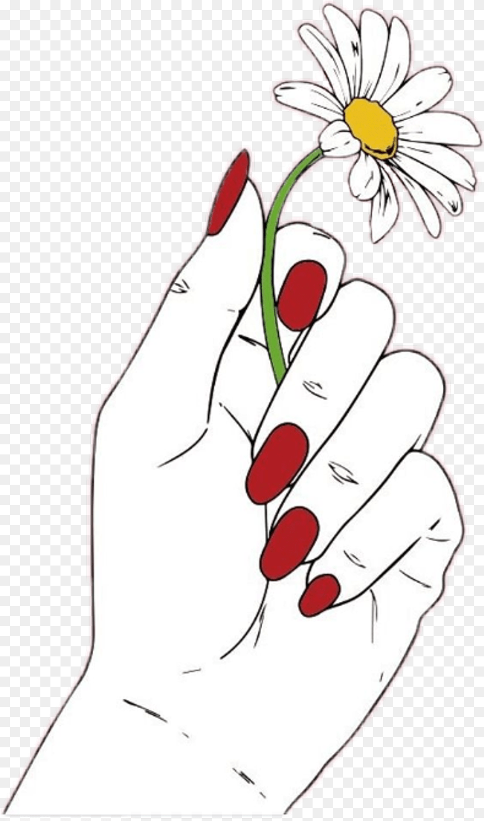 Daisy Flower Red Hand Nails White Draw Tumblr Hand Holding Flower Drawing, Body Part, Plant, Finger, Person Free Png