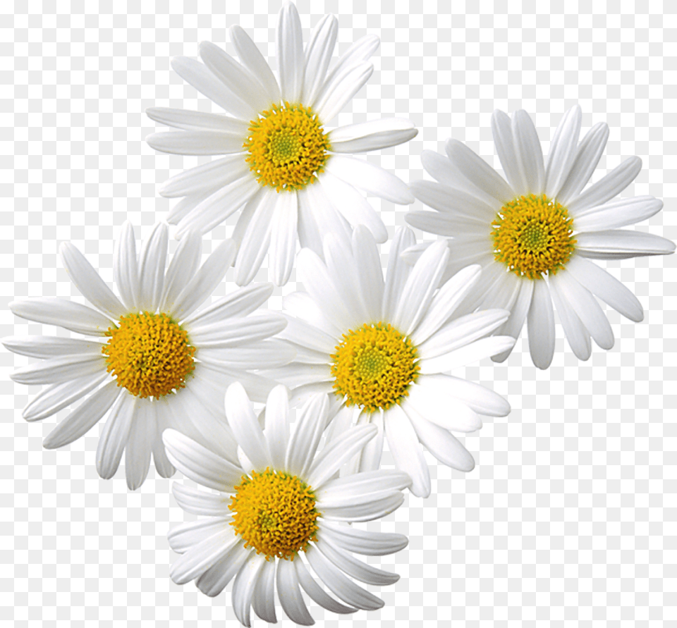 Daisy Flower Transparent, Plant Free Png Download