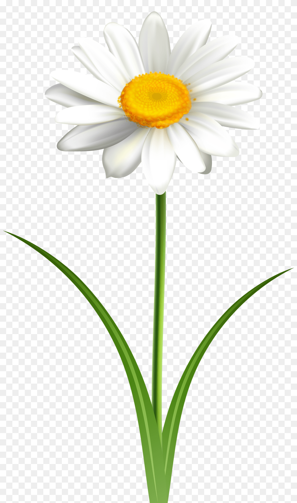 Daisy Flower Transparent Clip Art Gallery, Plant, Cross, Symbol Free Png Download