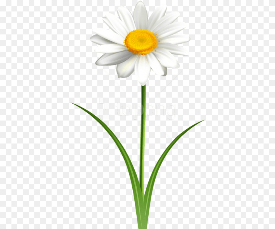 Daisy Flower Images Daisy Flower With Stem Clip Art, Plant Free Transparent Png