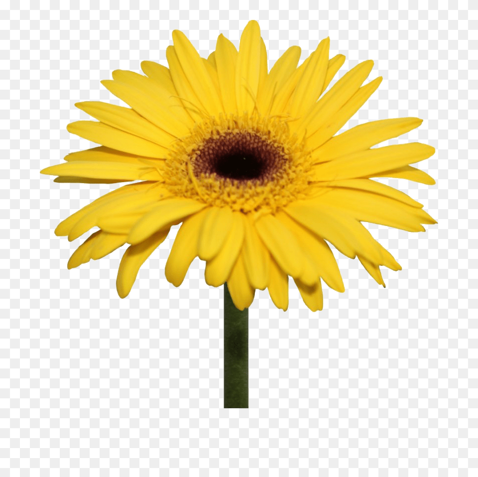 Daisy Flowers Background Yellow Flower, Plant, Sunflower Free Transparent Png