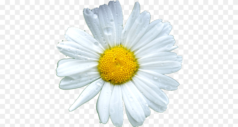 Daisy Flowers Icon Theme Marguerite Daisy, Flower, Plant, Petal Free Png Download