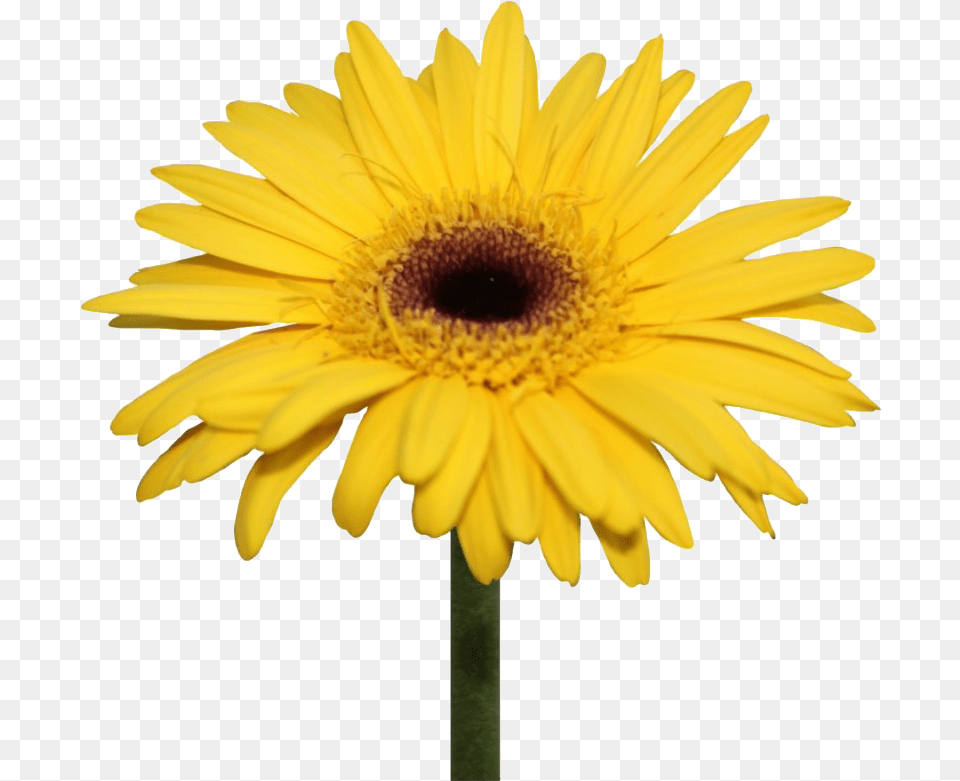 Daisy Flowers Transparent Background Yellow Gerbera Daisy, Flower, Plant, Sunflower, Petal Free Png