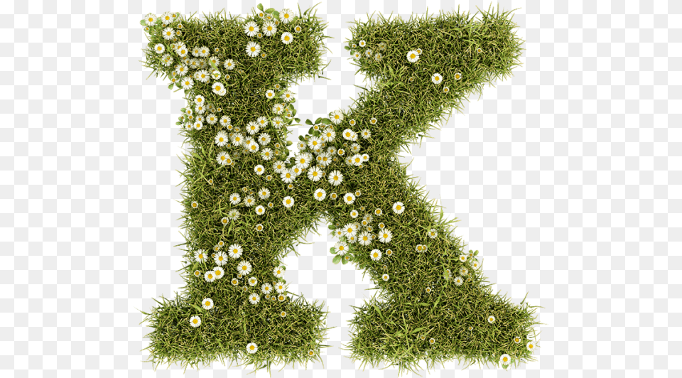 Daisy Font Grass, Flower, Moss, Plant, Art Png