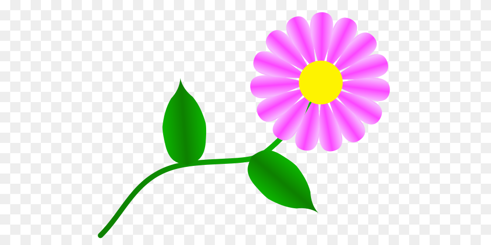 Daisy Fuchsia Clip Arts For Web, Anemone, Flower, Petal, Plant Free Png
