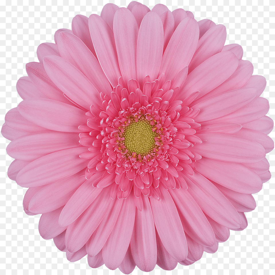 Daisy Gerbera Flowers, Dahlia, Flower, Plant, Petal Png