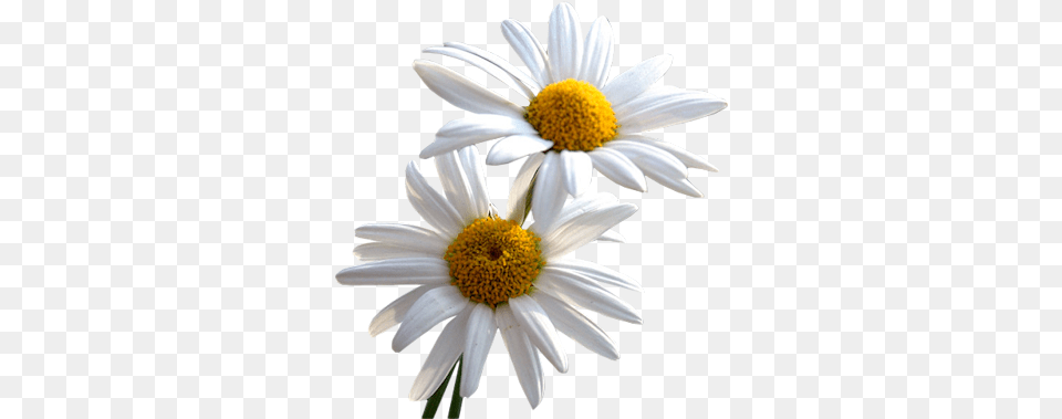 Daisy Images Transparent Daisy, Flower, Plant, Petal, Anther Free Png Download