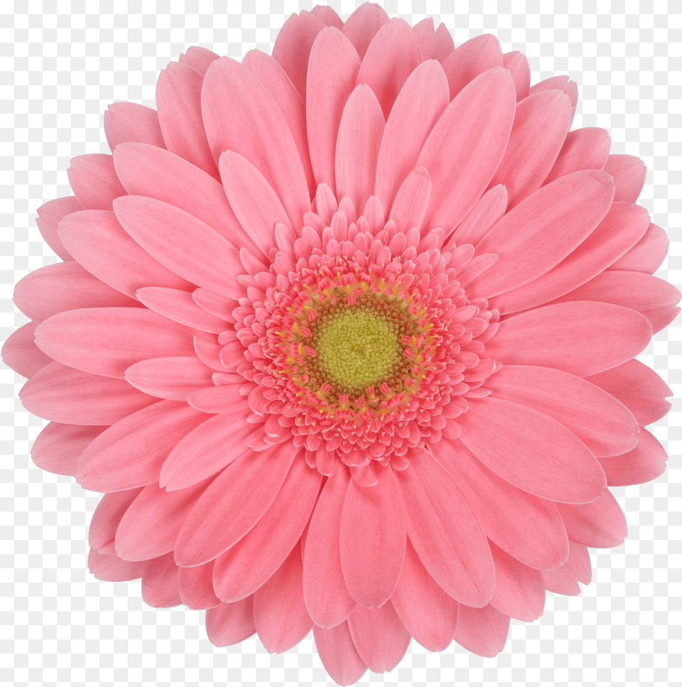 Daisy In White Background Free Transparent Png