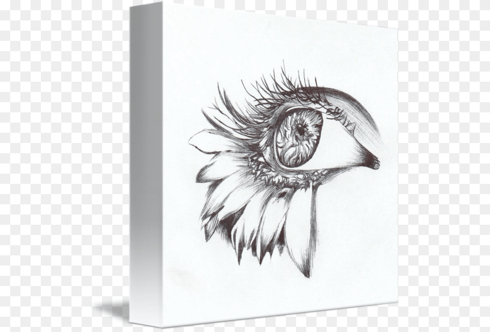 Daisy Lashes By Autumn Sketch, Art, Drawing, Animal, Bird Free Png Download