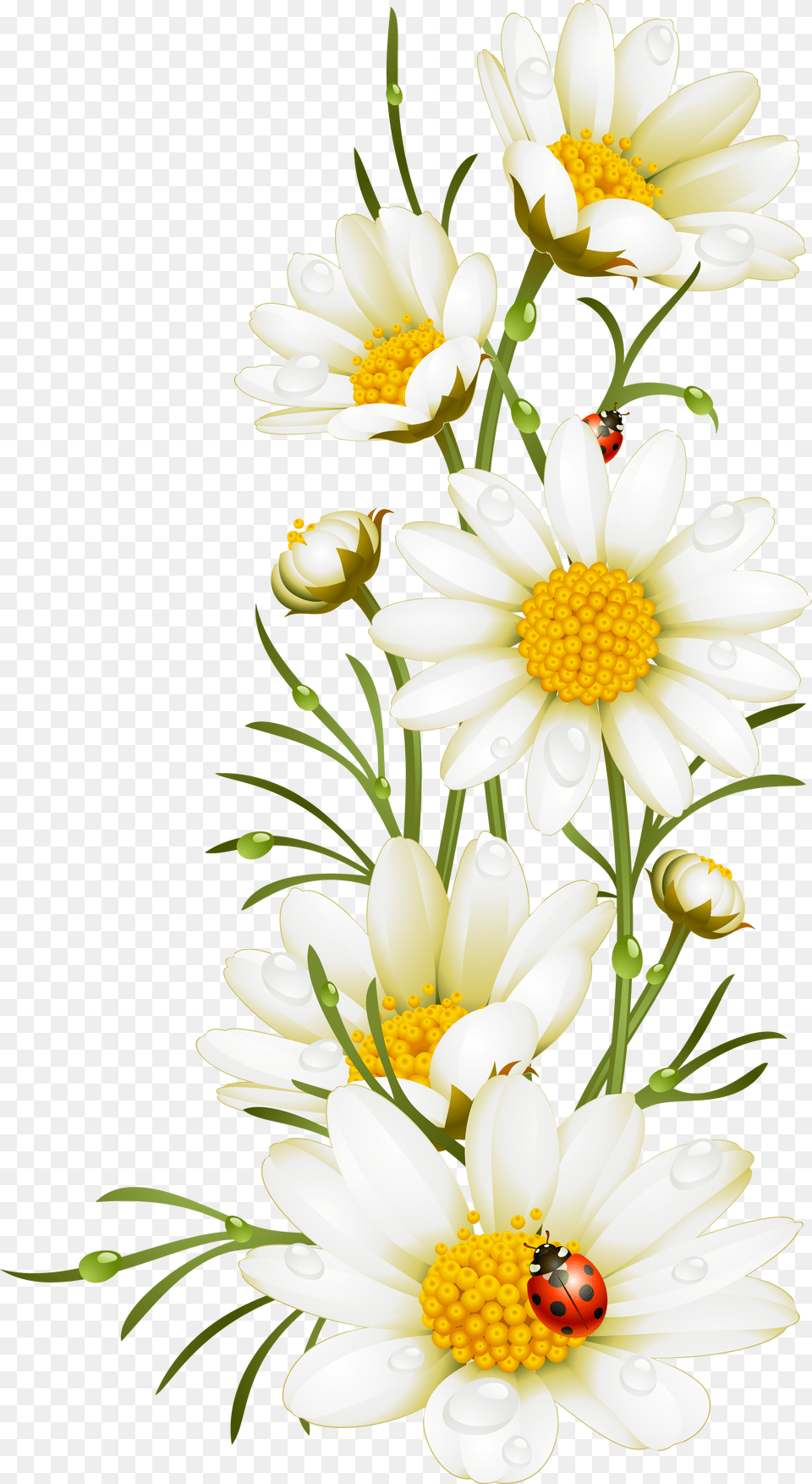 Daisy Outline Electronic Family The Compilation, Anther, Plant, Petal, Flower Png Image
