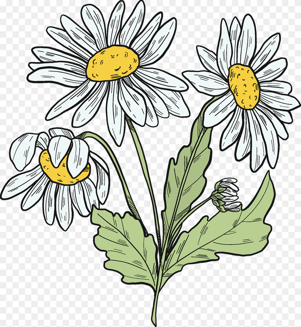 Daisy Plant Clipart, Flower, Art Png