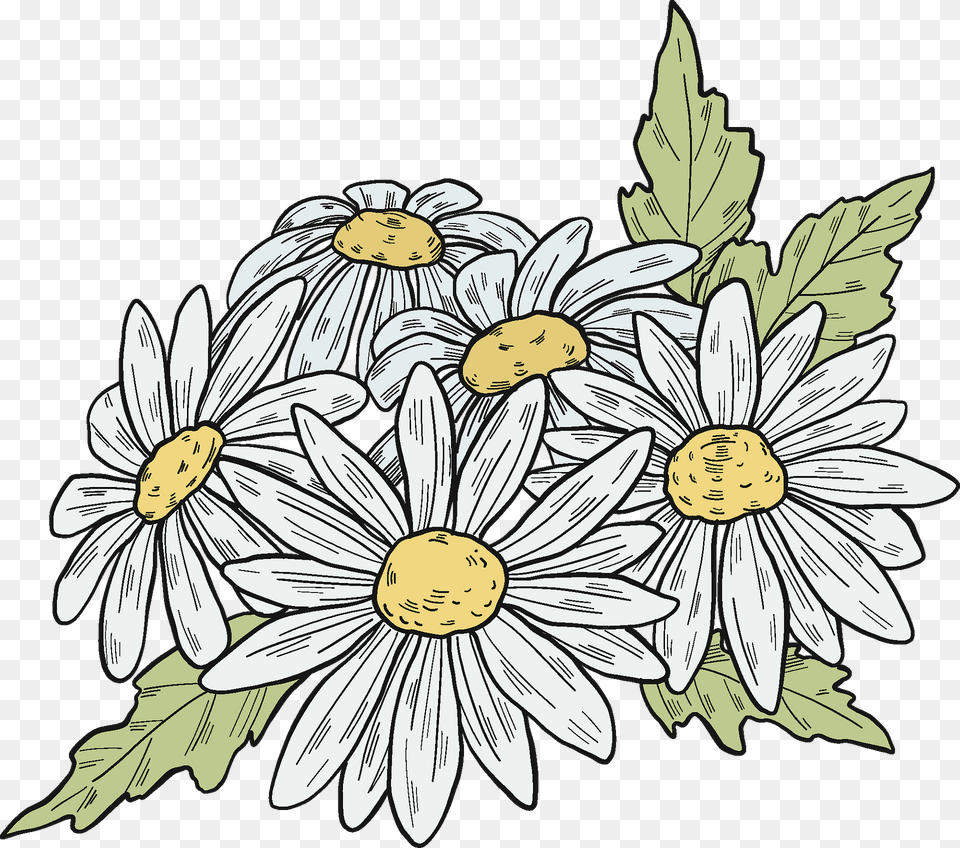 Daisy Plant Clipart, Flower, Art, Face, Head Free Png