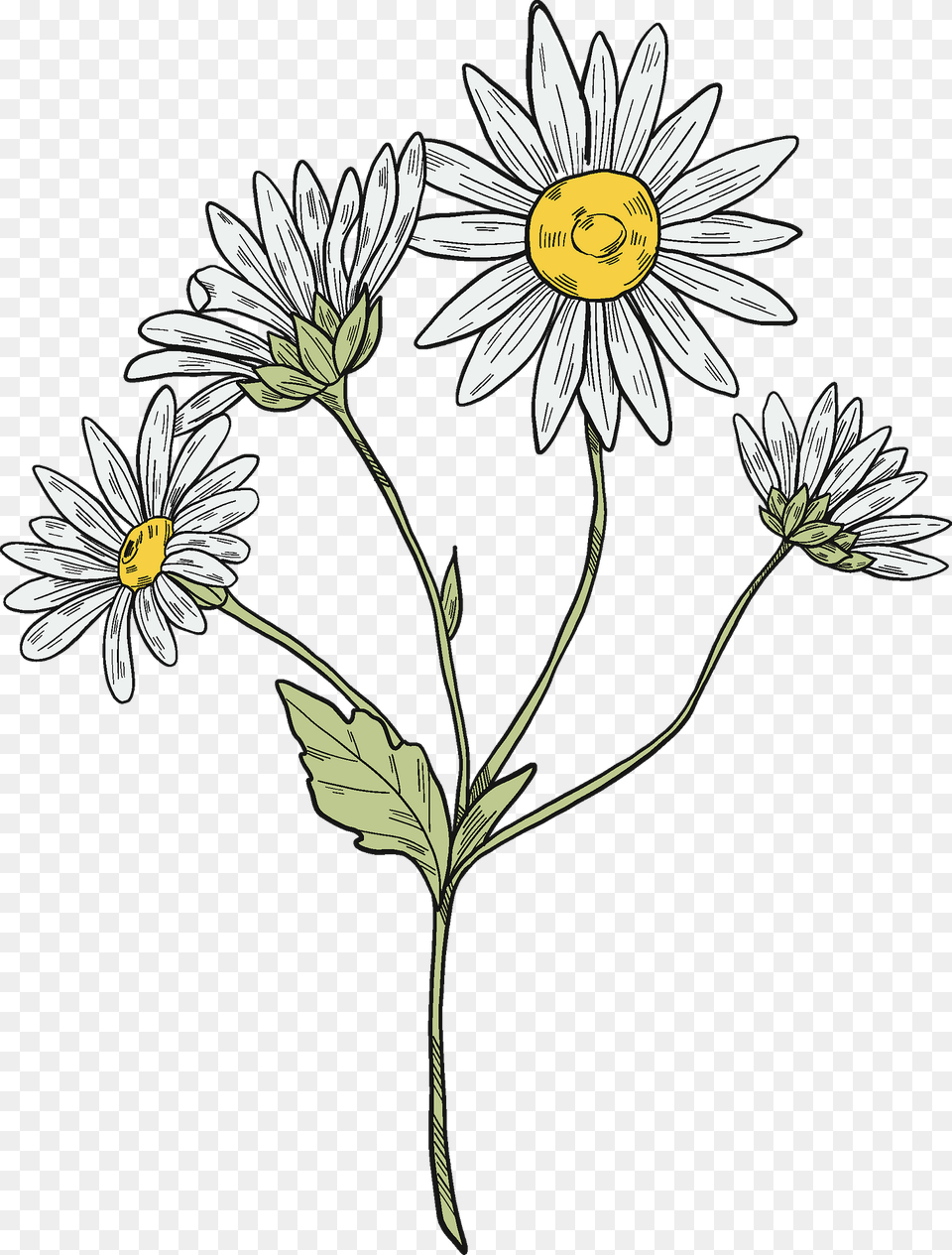 Daisy Plant Clipart, Flower Free Png Download