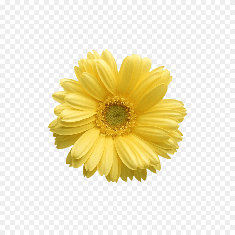Daisy Public Domain Flower Images Yellow Daisy Flower, Petal, Plant, Anemone, Anther Png Image