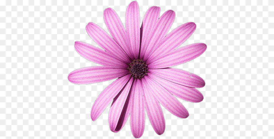 Daisy Purple High Quality Image Light Purple Flower, Petal, Plant, Anther, Anemone Free Png Download
