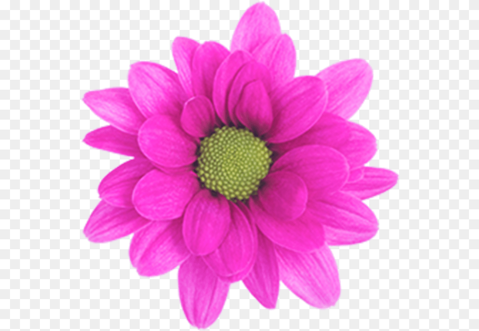 Daisy Purple Daisy, Anemone, Dahlia, Flower, Petal Png Image