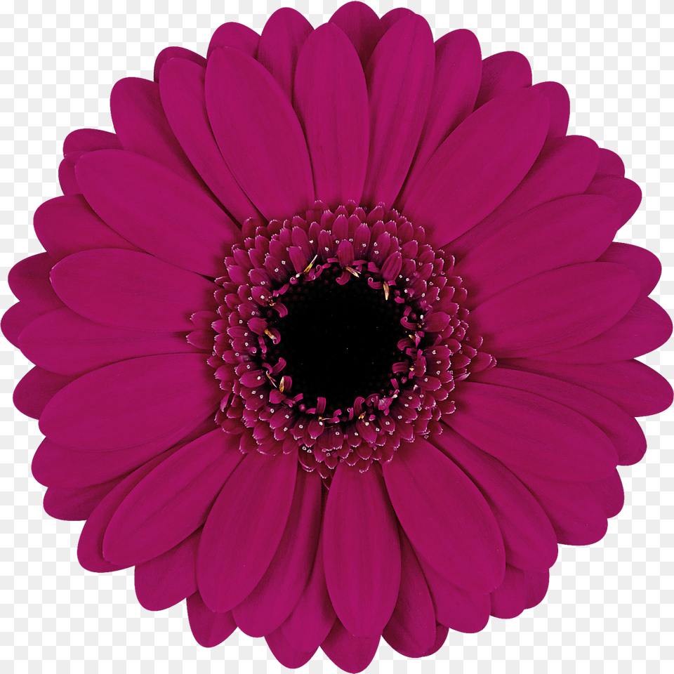 Daisy Purple Single Flower, Dahlia, Plant, Pollen Free Png Download