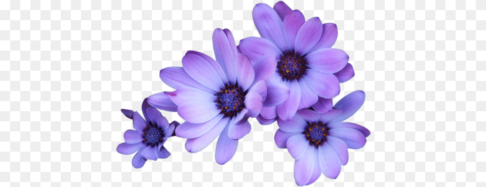 Daisy Purple Background Purple Flower Background, Anemone, Anther, Petal, Plant Free Transparent Png