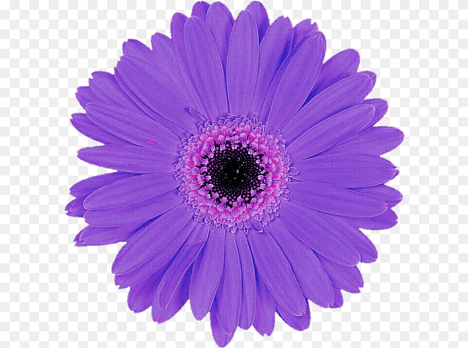 Daisy Purple Purple Flower Cut Out, Plant, Anemone Free Transparent Png