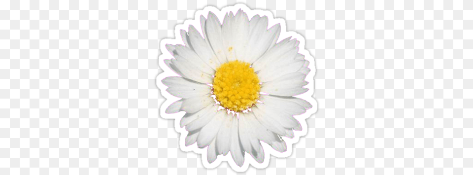 Daisy Sticker Tumblr Cute Tumblr Tumblr Sticker, Anther, Flower, Petal, Plant Png Image