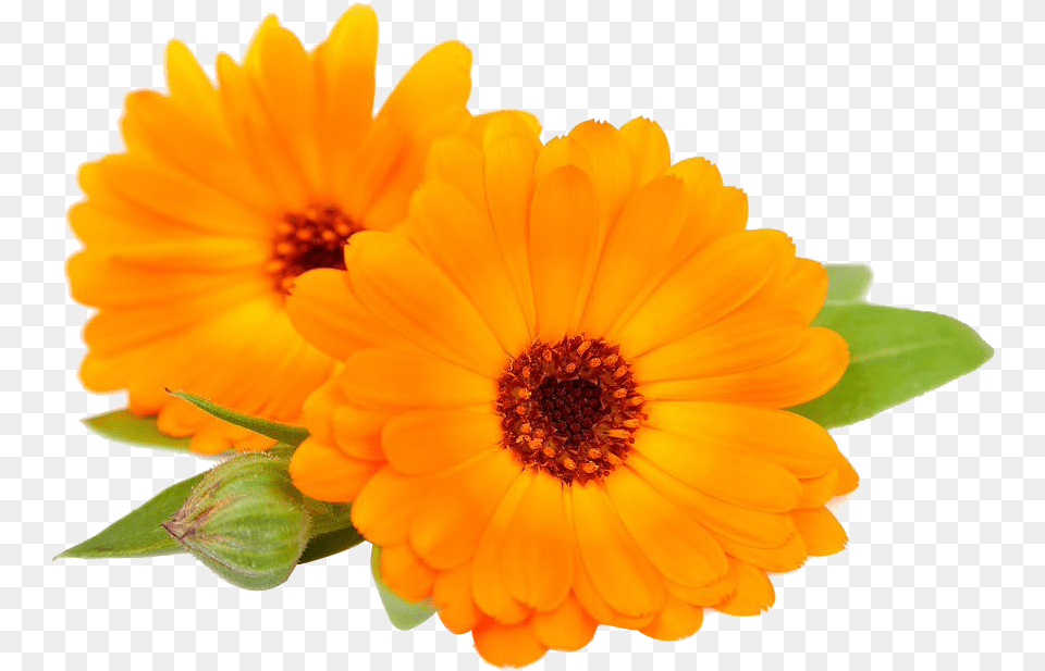 Daisy Sunflower Bloom Flower Border Flowers White Calendula, Anther, Petal, Plant, Dahlia Free Png