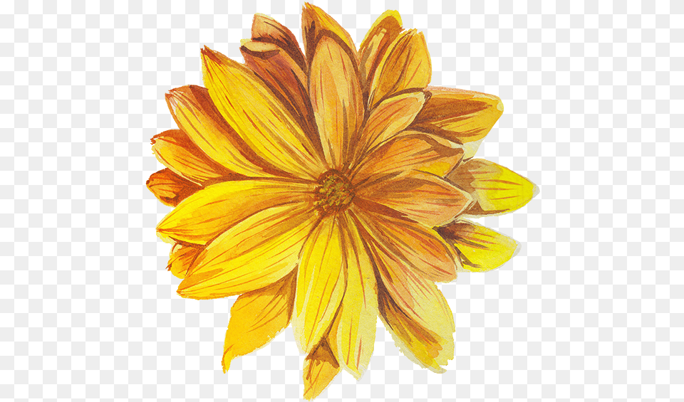 Daisy Tattoo Designs Cveti Klipart, Dahlia, Flower, Petal, Plant Png Image