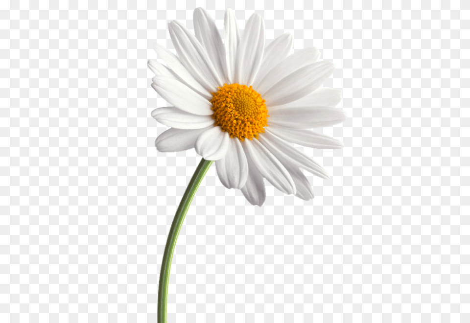 Daisy Transparent, Flower, Plant Png Image