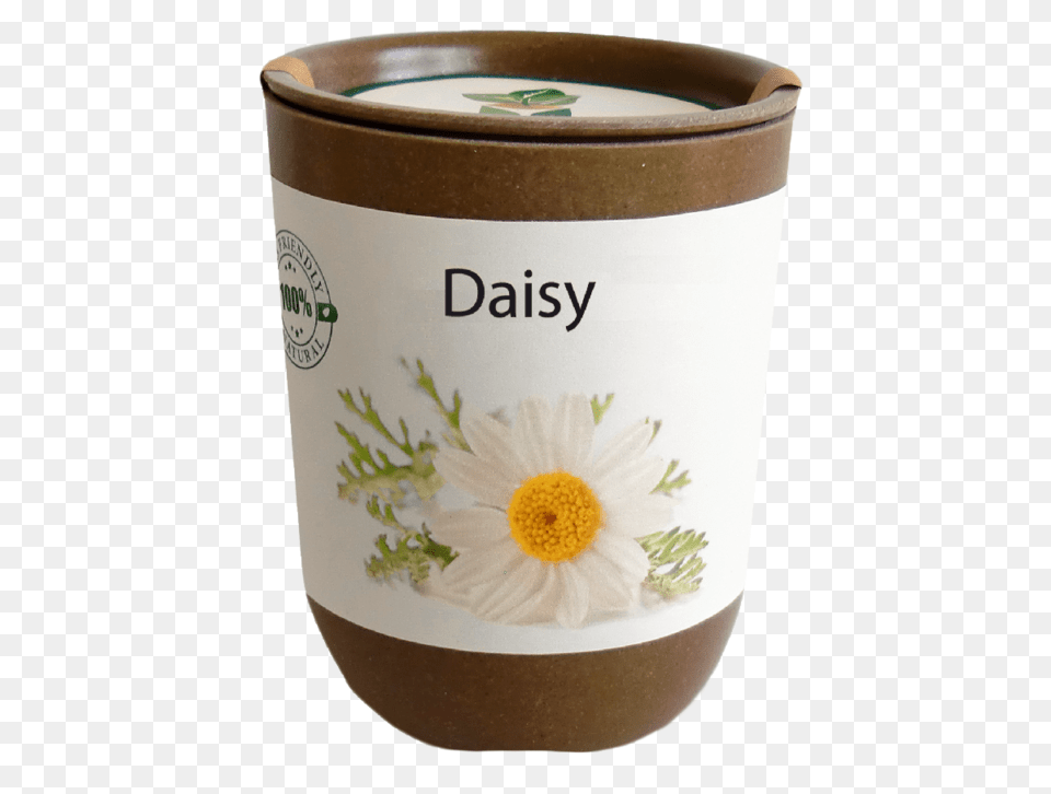 Daisy Herbal, Herbs, Plant, Flower Free Transparent Png