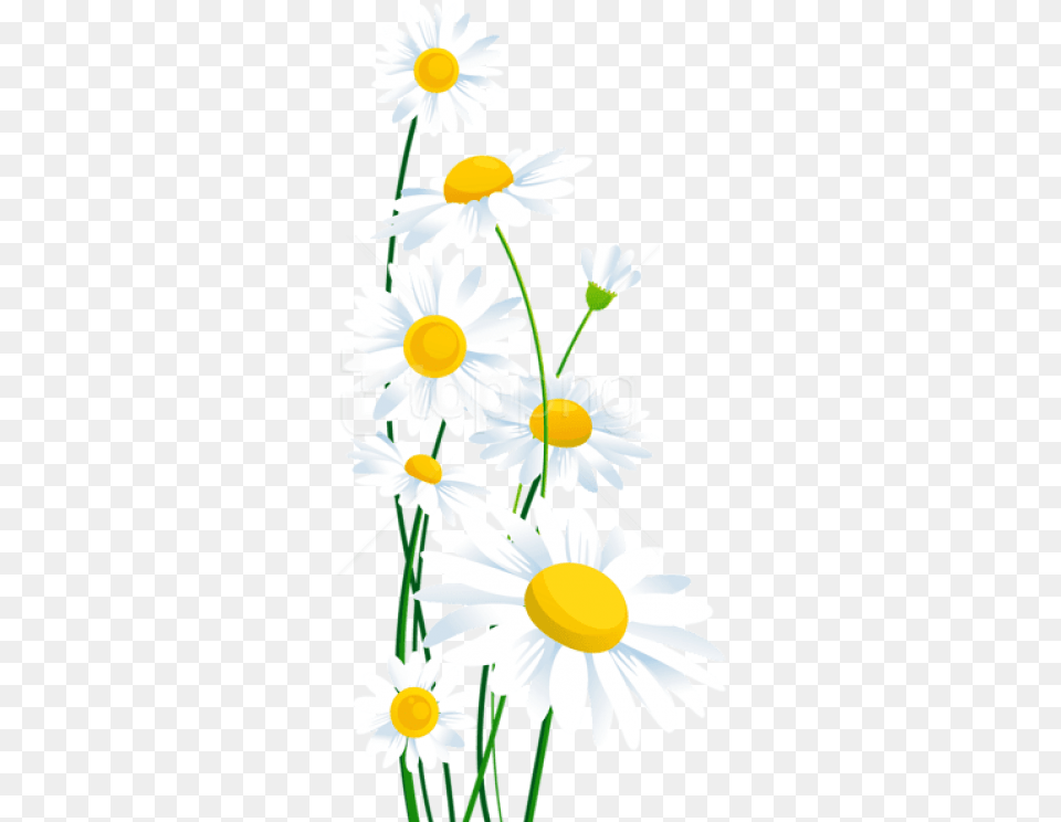 Daisy Transparent 3 Transparent Background White Daisy Flower Clipart, Plant Free Png