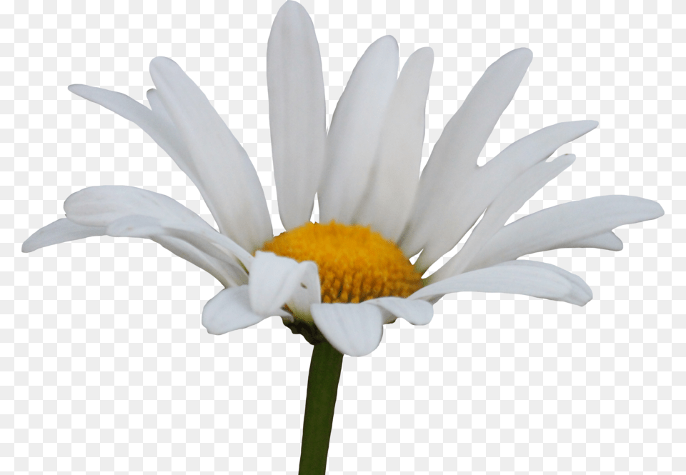 Daisy Transparent, Flower, Petal, Plant, Pollen Png Image