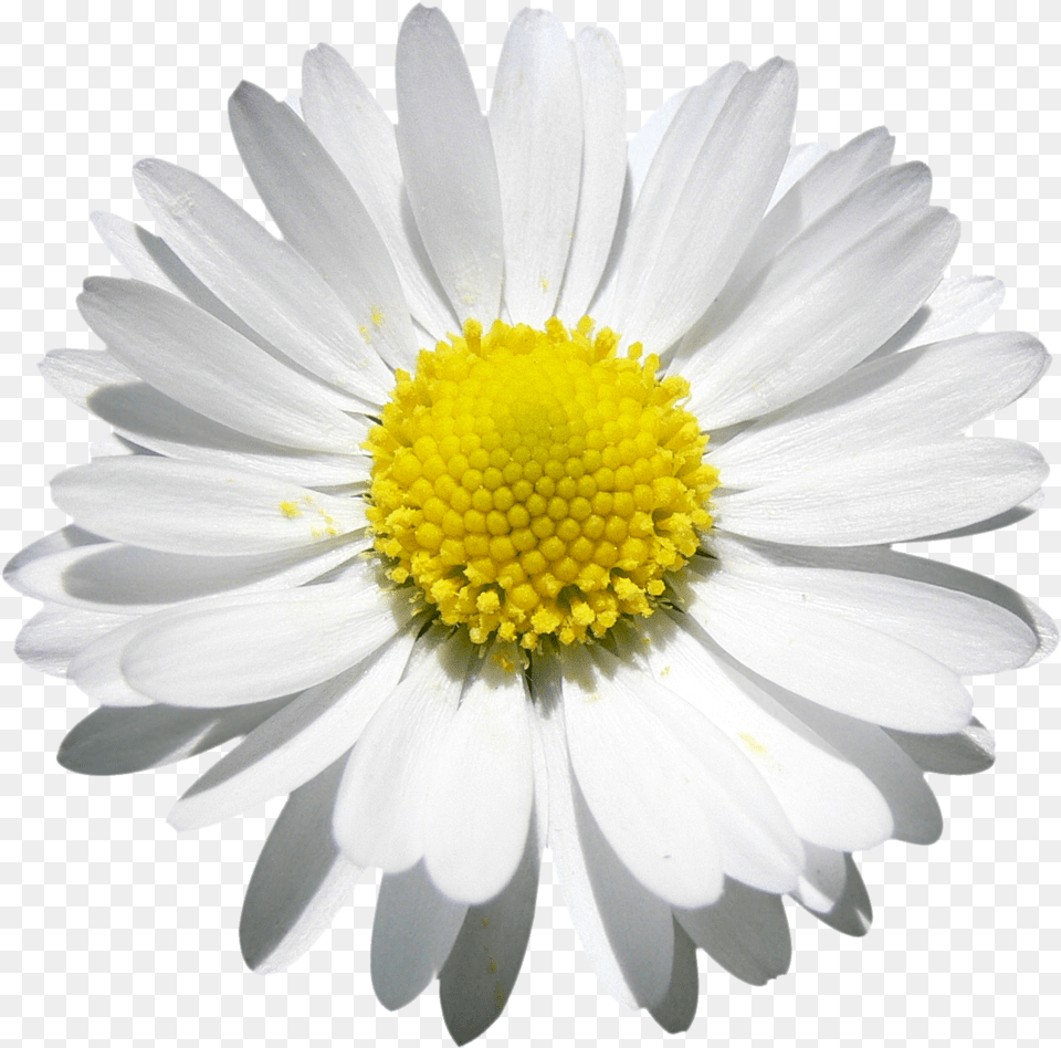 Daisy Transparent Clipart Watercolor Daisies Flower, Plant, Petal Png