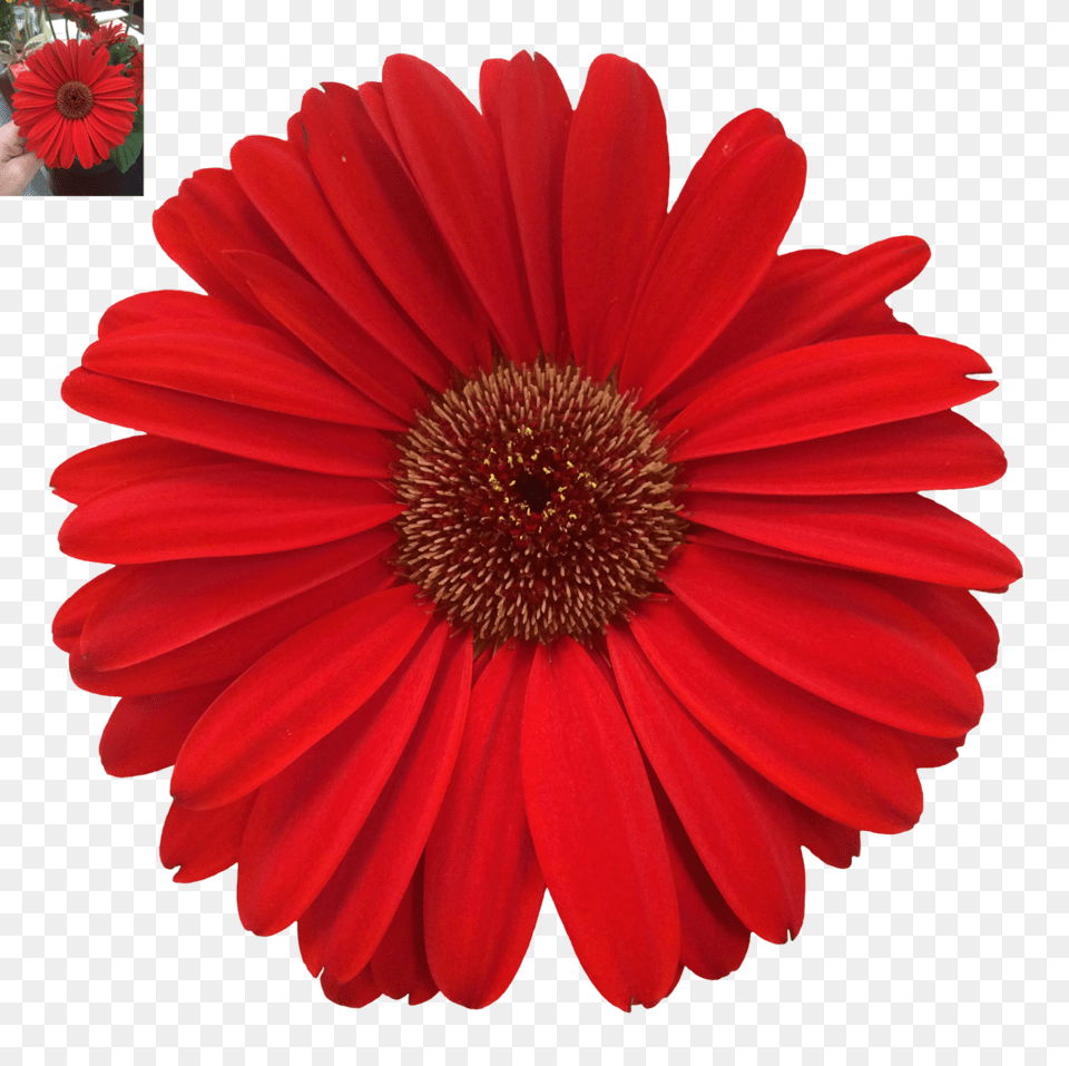 Daisy Download, Flower, Petal, Plant, Person Free Transparent Png