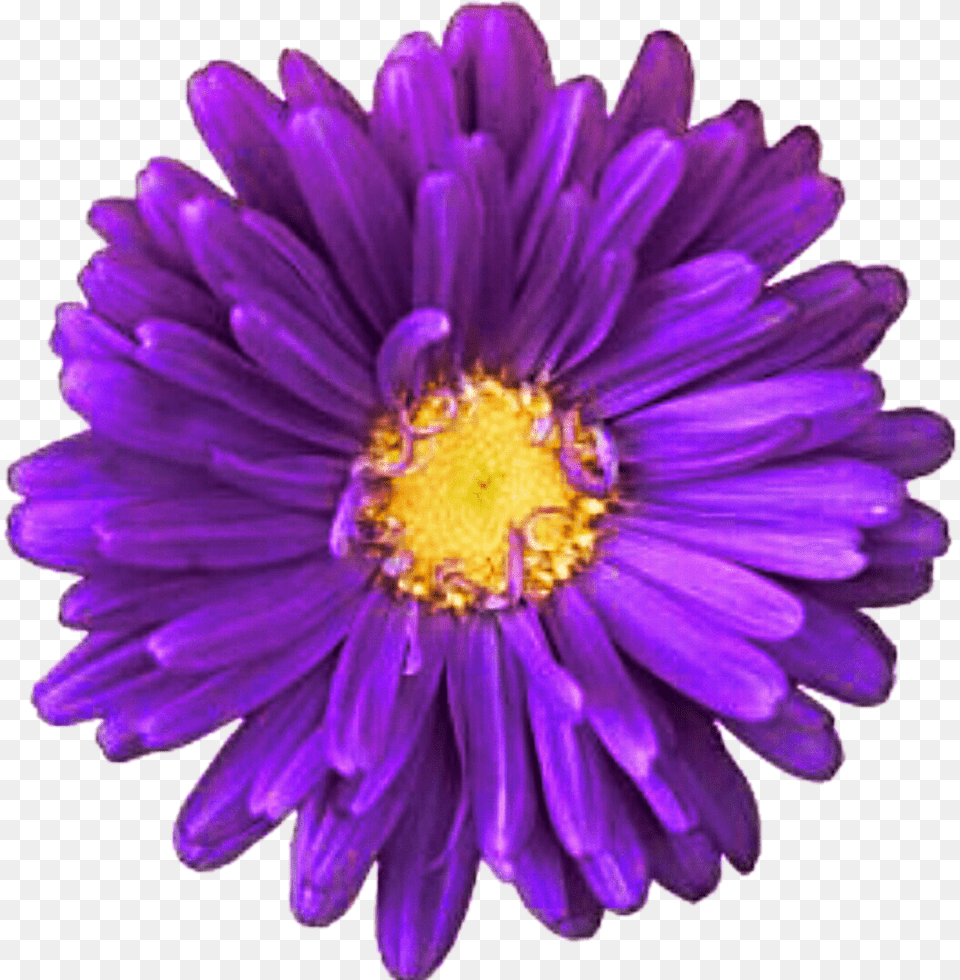 Daisy Images Pictures Photos Arts, Dahlia, Flower, Petal, Plant Free Transparent Png