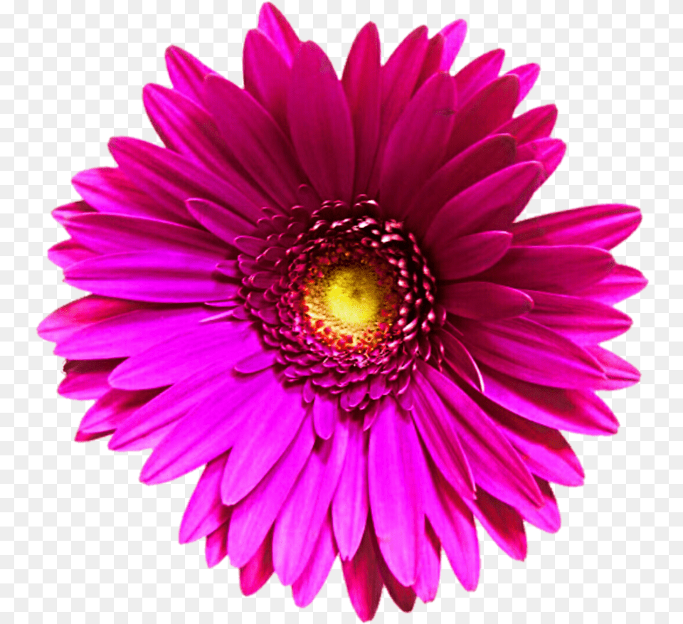Daisy Transvaal Daisy, Dahlia, Flower, Petal, Plant Free Png Download