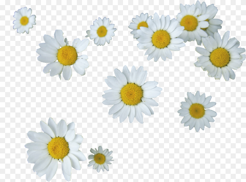 Daisy Tumblr 2 Image Daisy, Flower, Petal, Plant, Anemone Free Png Download