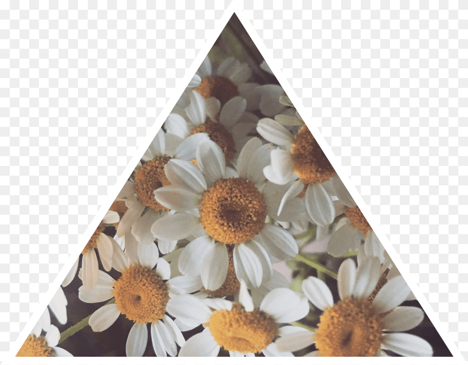Daisy Tumblr Asthetic Daisies Flower Chrysanths, Plant, Triangle, Petal Free Transparent Png