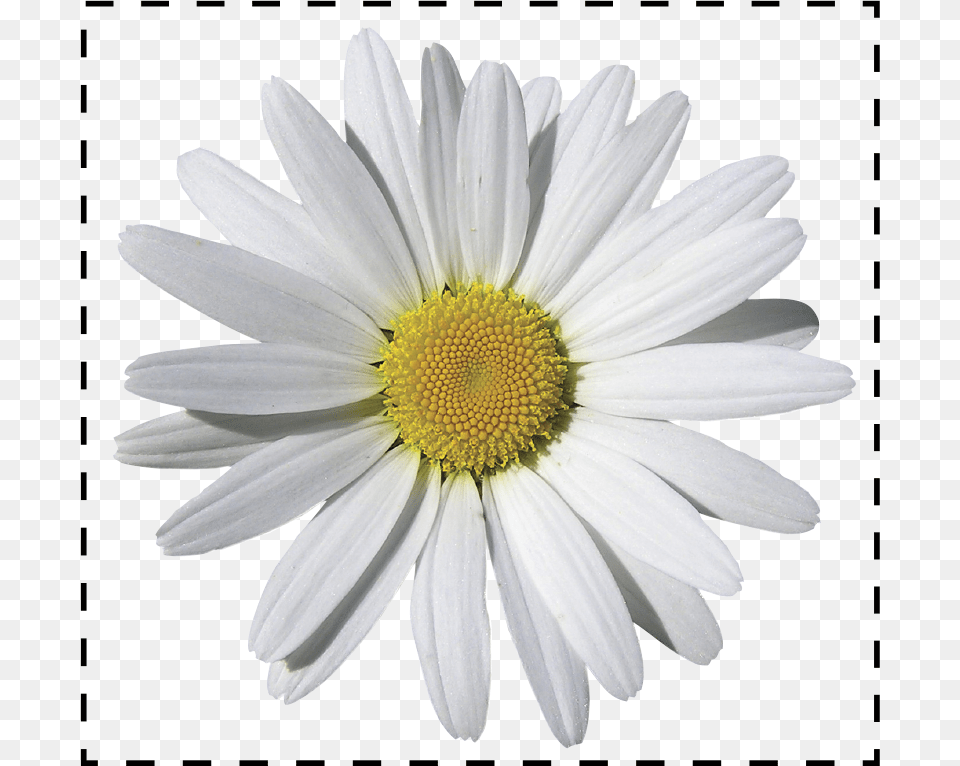Daisy Tumblr Chamomile, Flower, Plant, Petal Png Image