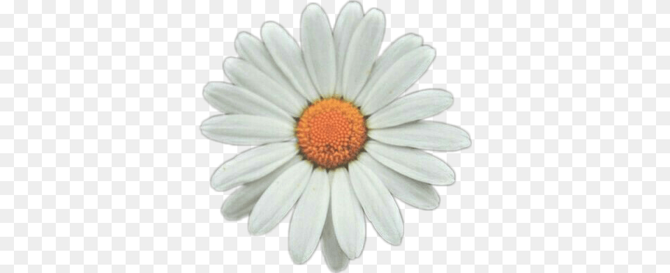 Daisy Tumblr Picture Sunflower White, Anemone, Flower, Petal, Plant Png