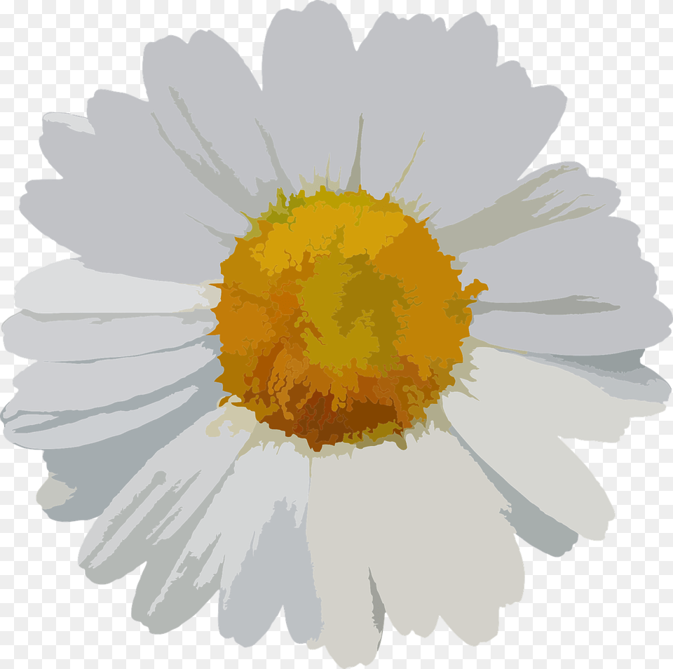 Daisy Vector, Flower, Plant, Person, Anemone Free Transparent Png
