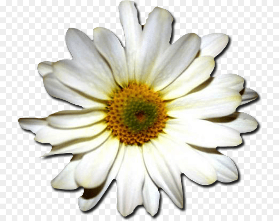 Daisychamomileoxeye Plantcamomiledaisy Familydaisyafrican Feliz Dia De Tu Santo Gif Josefa, Anemone, Anther, Daisy, Flower Free Png