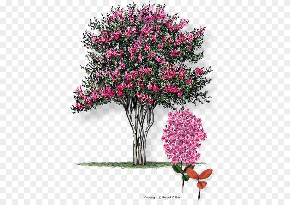 Dallas Crape Myrtle Trees, Flower, Plant, Tree, Art Free Png