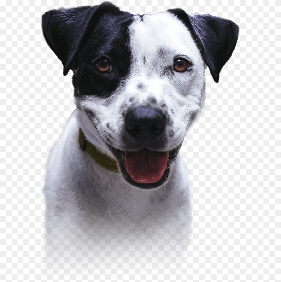 Dalmatian, Animal, Canine, Dog, Mammal Png