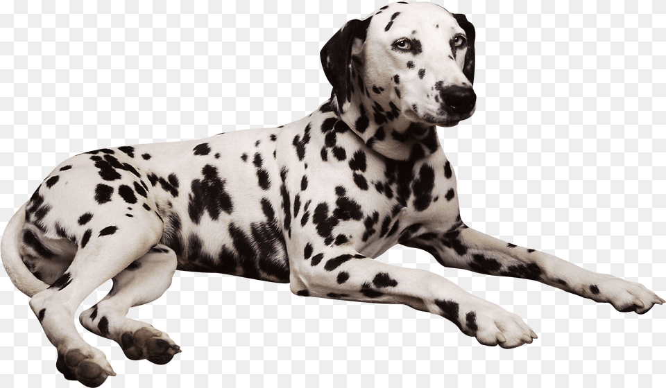 Dalmatian, Animal, Canine, Mammal, Dog Png Image