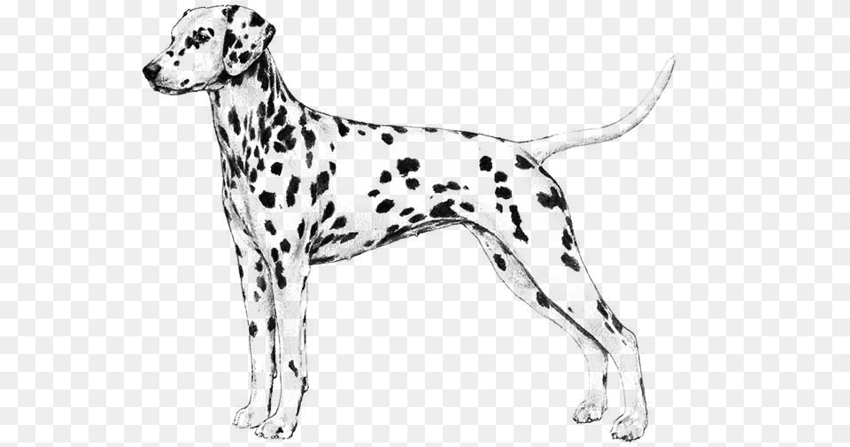 Dalmatian Akc Dalmatian, Gray Free Png