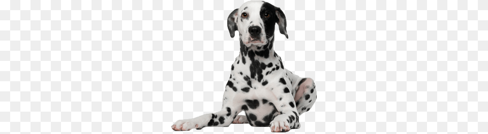 Dalmatian Dog, Animal, Canine, Mammal, Pet Free Png Download