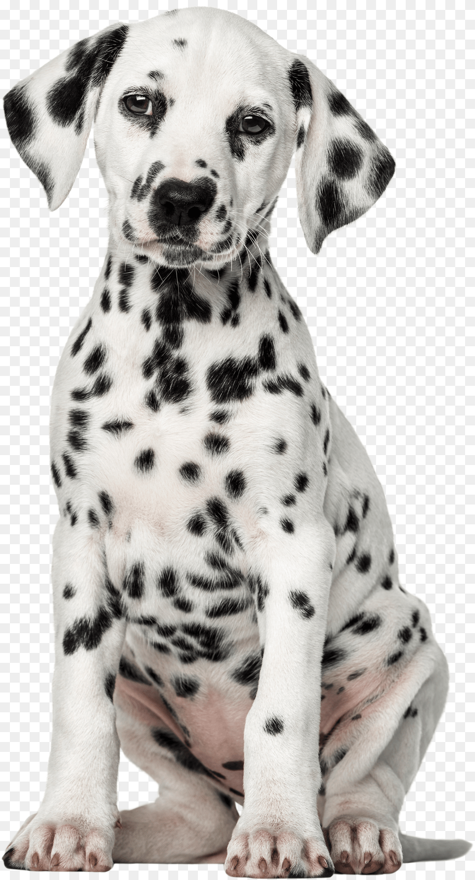 Dalmatian Dog Clip Art Dog Puppy Dalmatian, Clothing, Tank Top, Person Free Transparent Png