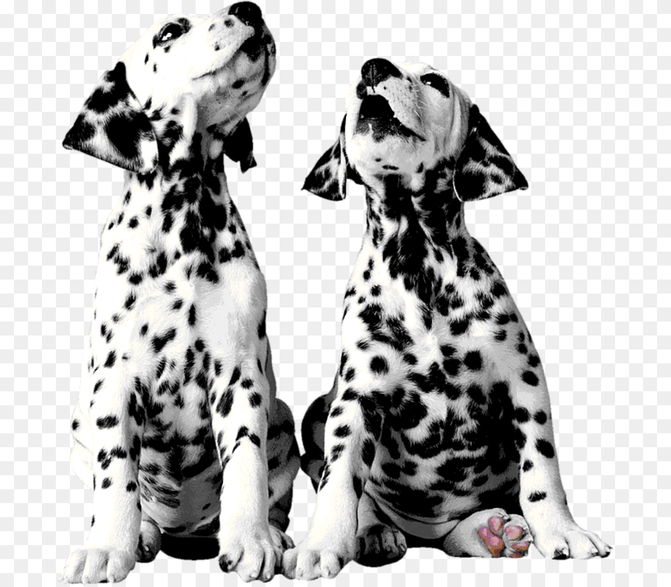 Dalmatian Dog Puppy The 101 Dalmatians Dalmatians, Animal, Canine, Mammal, Pet Free Png