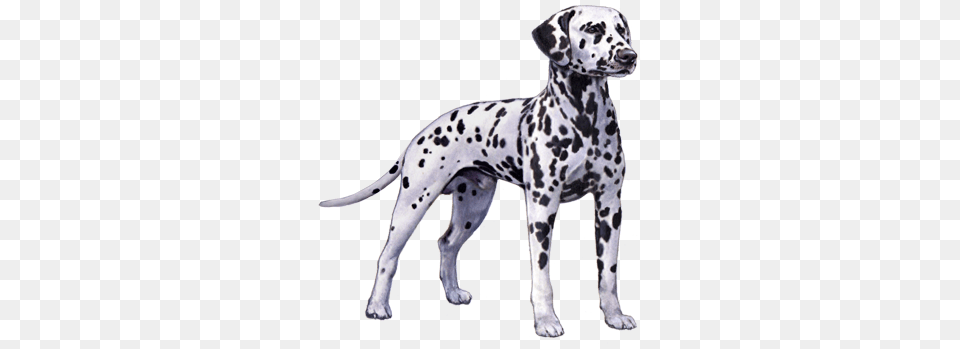 Dalmatian Facts Dot, Animal, Canine, Dog, Mammal Png