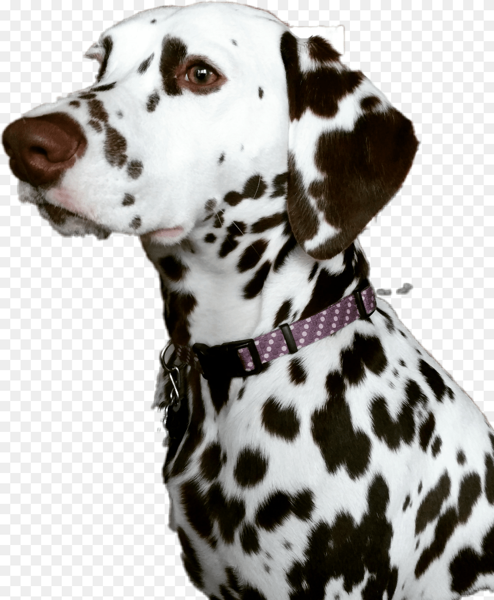 Dalmatian Image With No Background Dalmatian, Animal, Canine, Mammal, Dog Free Transparent Png