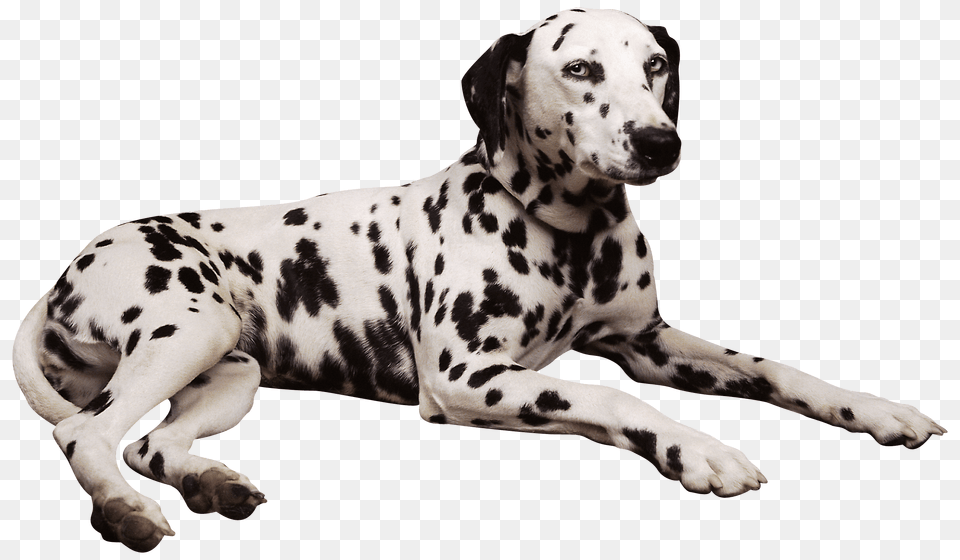Dalmatian Lying Down, Animal, Canine, Mammal, Dog Free Transparent Png